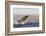 Great White Shark (Carcharodon Carcharias)-David Jenkins-Framed Photographic Print