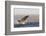 Great White Shark (Carcharodon Carcharias)-David Jenkins-Framed Photographic Print