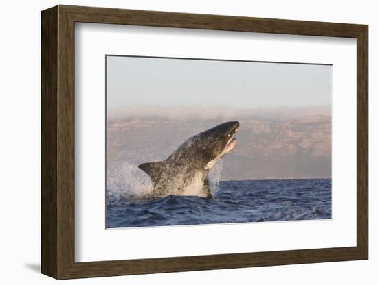 Great White Shark (Carcharodon Carcharias)-David Jenkins-Framed Photographic Print