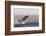 Great White Shark (Carcharodon Carcharias)-David Jenkins-Framed Photographic Print