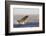 Great White Shark (Carcharodon Carcharias)-David Jenkins-Framed Photographic Print