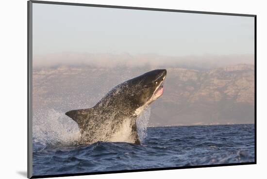 Great White Shark (Carcharodon Carcharias)-David Jenkins-Mounted Photographic Print