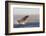 Great White Shark (Carcharodon Carcharias)-David Jenkins-Framed Photographic Print