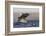 Great White Shark (Carcharodon Carcharias)-David Jenkins-Framed Photographic Print