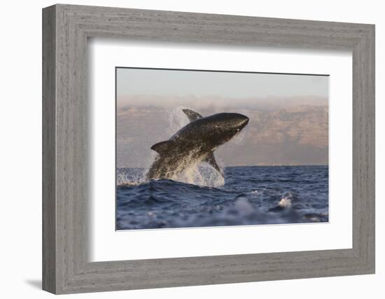 Great White Shark (Carcharodon Carcharias)-David Jenkins-Framed Photographic Print