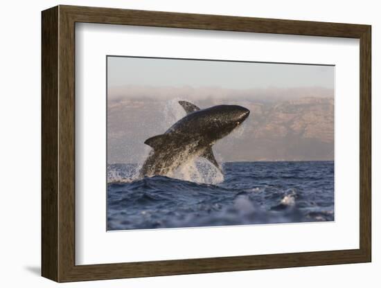 Great White Shark (Carcharodon Carcharias)-David Jenkins-Framed Photographic Print