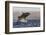 Great White Shark (Carcharodon Carcharias)-David Jenkins-Framed Photographic Print