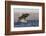 Great White Shark (Carcharodon Carcharias)-David Jenkins-Framed Photographic Print