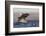 Great White Shark (Carcharodon Carcharias)-David Jenkins-Framed Photographic Print