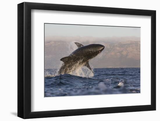 Great White Shark (Carcharodon Carcharias)-David Jenkins-Framed Photographic Print