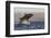 Great White Shark (Carcharodon Carcharias)-David Jenkins-Framed Photographic Print