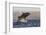 Great White Shark (Carcharodon Carcharias)-David Jenkins-Framed Photographic Print