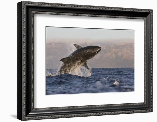 Great White Shark (Carcharodon Carcharias)-David Jenkins-Framed Photographic Print