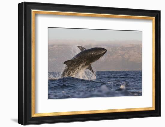 Great White Shark (Carcharodon Carcharias)-David Jenkins-Framed Photographic Print