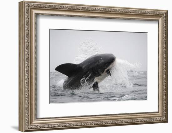 Great White Shark (Carcharodon Carcharias)-David Jenkins-Framed Photographic Print