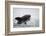 Great White Shark (Carcharodon Carcharias)-David Jenkins-Framed Photographic Print