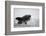 Great White Shark (Carcharodon Carcharias)-David Jenkins-Framed Photographic Print