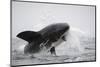 Great White Shark (Carcharodon Carcharias)-David Jenkins-Mounted Photographic Print