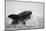 Great White Shark (Carcharodon Carcharias)-David Jenkins-Mounted Photographic Print