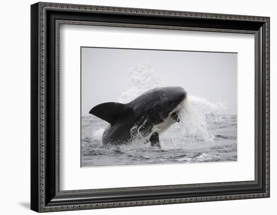 Great White Shark (Carcharodon Carcharias)-David Jenkins-Framed Photographic Print