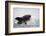 Great White Shark (Carcharodon Carcharias)-David Jenkins-Framed Photographic Print