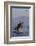 Great White Shark (Carcharodon Carcharias)-David Jenkins-Framed Photographic Print