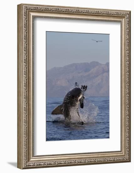 Great White Shark (Carcharodon Carcharias)-David Jenkins-Framed Photographic Print