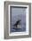 Great White Shark (Carcharodon Carcharias)-David Jenkins-Framed Photographic Print