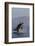 Great White Shark (Carcharodon Carcharias)-David Jenkins-Framed Photographic Print