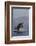 Great White Shark (Carcharodon Carcharias)-David Jenkins-Framed Photographic Print