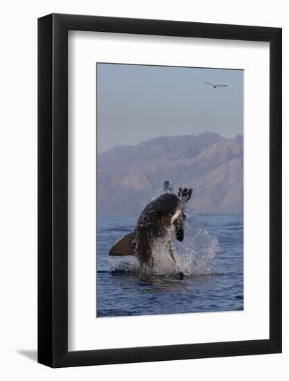 Great White Shark (Carcharodon Carcharias)-David Jenkins-Framed Photographic Print