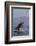 Great White Shark (Carcharodon Carcharias)-David Jenkins-Framed Photographic Print