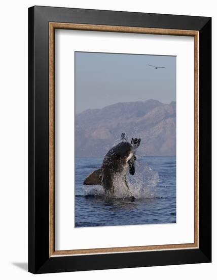 Great White Shark (Carcharodon Carcharias)-David Jenkins-Framed Photographic Print