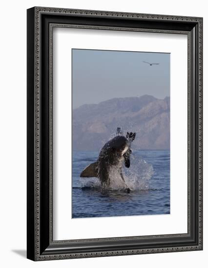 Great White Shark (Carcharodon Carcharias)-David Jenkins-Framed Photographic Print