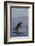 Great White Shark (Carcharodon Carcharias)-David Jenkins-Framed Photographic Print