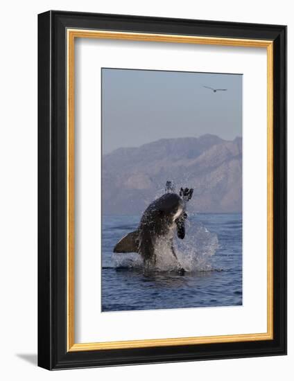 Great White Shark (Carcharodon Carcharias)-David Jenkins-Framed Photographic Print