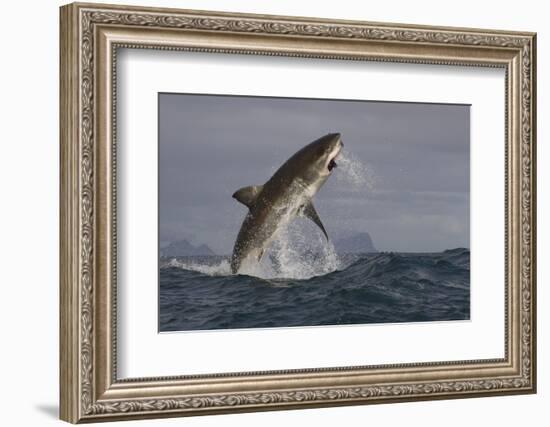 Great White Shark (Carcharodon Carcharias)-David Jenkins-Framed Photographic Print