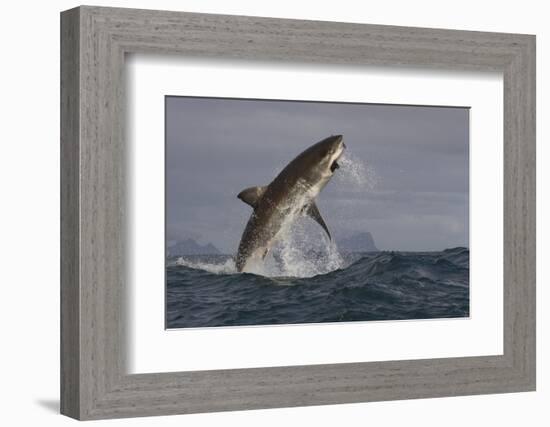 Great White Shark (Carcharodon Carcharias)-David Jenkins-Framed Photographic Print