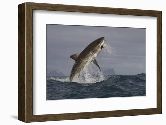 Great White Shark (Carcharodon Carcharias)-David Jenkins-Framed Photographic Print