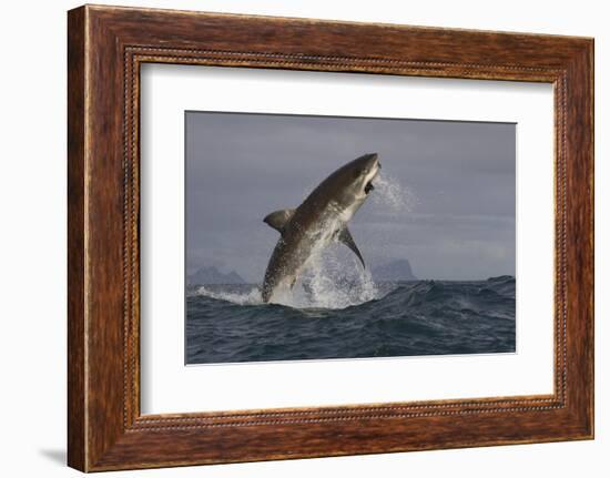 Great White Shark (Carcharodon Carcharias)-David Jenkins-Framed Photographic Print