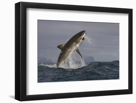 Great White Shark (Carcharodon Carcharias)-David Jenkins-Framed Photographic Print