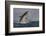 Great White Shark (Carcharodon Carcharias)-David Jenkins-Framed Photographic Print