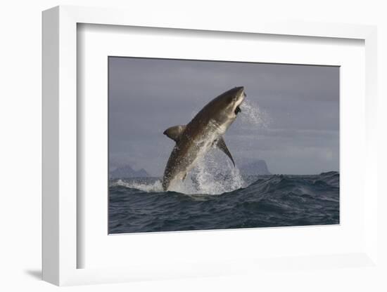 Great White Shark (Carcharodon Carcharias)-David Jenkins-Framed Photographic Print