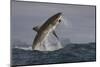 Great White Shark (Carcharodon Carcharias)-David Jenkins-Mounted Photographic Print