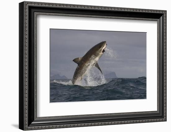 Great White Shark (Carcharodon Carcharias)-David Jenkins-Framed Photographic Print