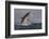 Great White Shark (Carcharodon Carcharias)-David Jenkins-Framed Photographic Print