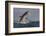 Great White Shark (Carcharodon Carcharias)-David Jenkins-Framed Photographic Print