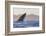 Great White Shark (Carcharodon Carcharias)-David Jenkins-Framed Photographic Print