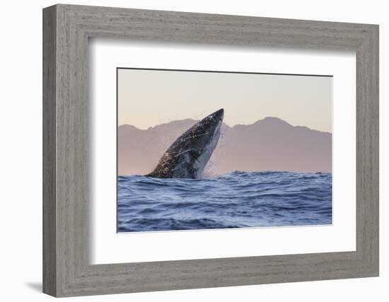 Great White Shark (Carcharodon Carcharias)-David Jenkins-Framed Photographic Print