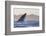 Great White Shark (Carcharodon Carcharias)-David Jenkins-Framed Photographic Print